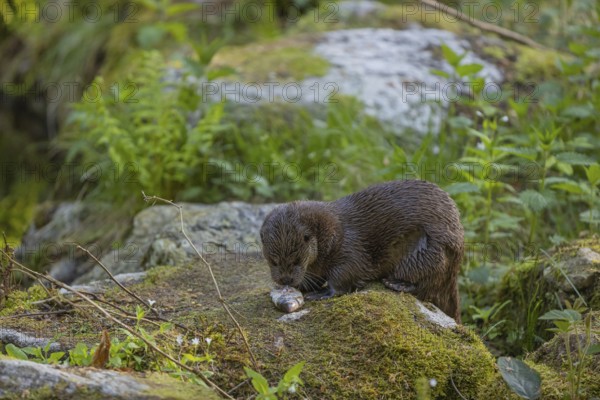 One Eurasian otter (Lutra lutra), sitting on a mossy rock and eating a fresh caught fish