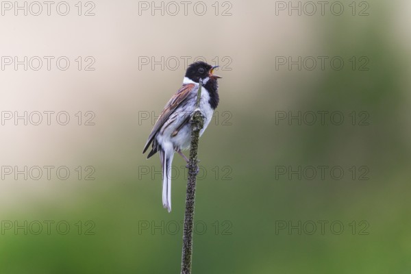 Reed Bunting (Emberiza schoeniclus), adult male sitting on a bullrush stalk singing, in breeding