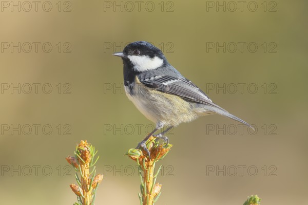 Fir tit (Periparus ater) sitting on a spruce top, wildlife, animals, birds, titmouse, Siegerland,