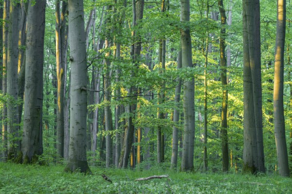 Near-natural copper beech forest, copper beech (Fagus sylvatica) in early morning light, Hainich