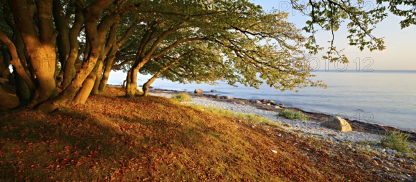 Coastal forest on the south coast of Zealand in the evening light, beech forest in autumn,