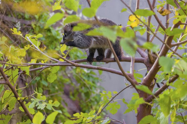 A white-nosed coati (nasua narica) climbs a tree in search of food