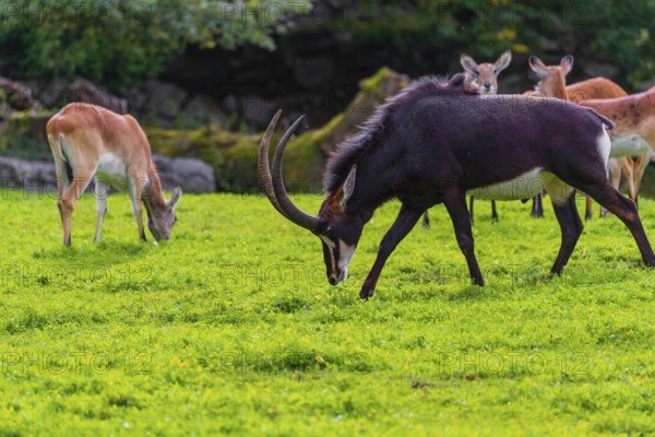 One male and a group of female Sable antelope, Hippotragus niger stand on a green meadow at a