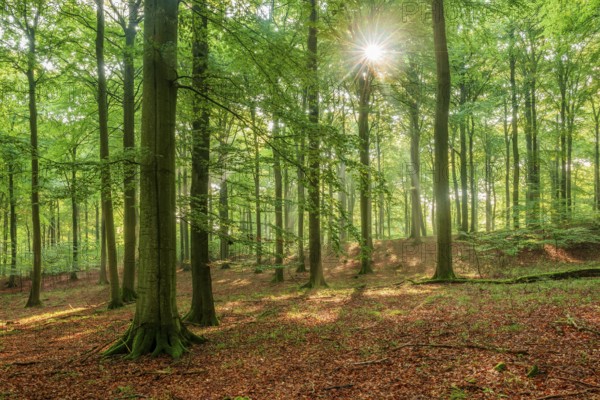 The sun shines through a near-natural beech forest (Fagus sp.) with morning mist, Stubnitz forest