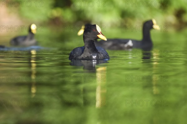 Yellow-billed coots (Fulica armillata) swimming in a park in Buenos Aires, Argentina, South America