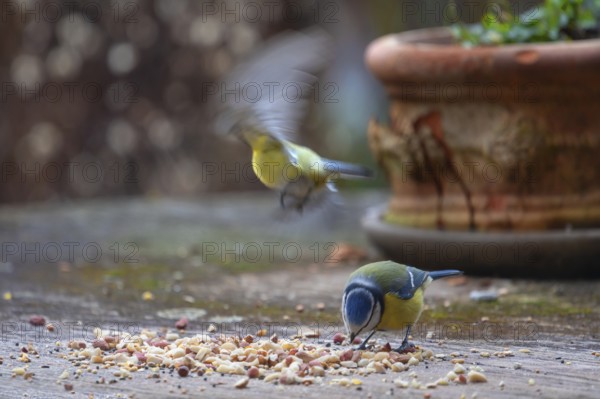 Great tits (Parus major) fetch food from a flower bowl, Bavaria, Germany, Europe