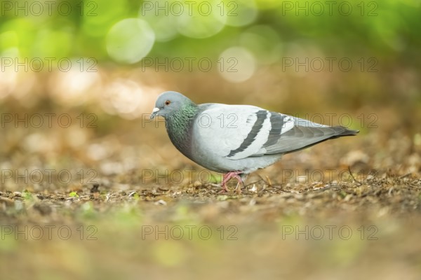 Feral pigeons (Columba livia domestica) walking on the ground, Bavaria, Germany, Europe