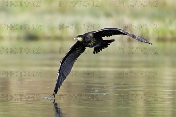 Cormorant (Phalacrocorax carbo), in flight, shallow lake, nature reserve, Reuss valley, Canton