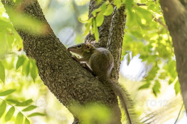 Squirrel Scandentia in Lumphini Park in Bangkok, Thailand, Asia