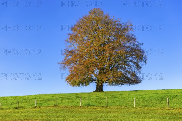 A single tree in autumn in a meadow under a clear blue sky, copper beech (Fagus sylvatica) in