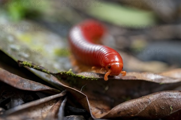 Genome millipede (Trigoniulus corallinus), red millipede on the forest floor, Refugio Nacional de