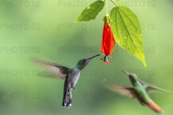 Green-fronted Brilliant Hummingbird (Heliodoxa jacula), Hummingbird (Trochilidae), Swiftbirds