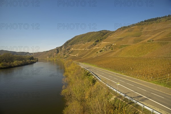 Vineyards near Traben-Trarbach, Moselle river, Moselle valley, Rhineland-Palatinate, Germany,