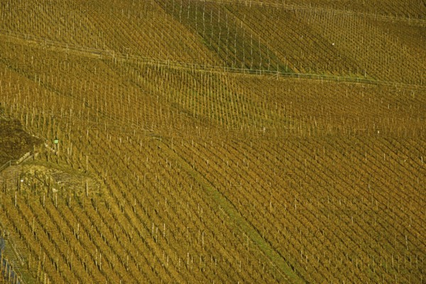 Vineyards near Puenderich, Moselle valley, Cochem-Zell district, Rhineland-Palatinate, Germany,
