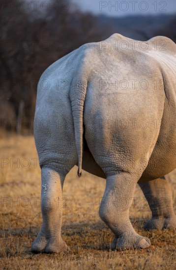 Southern white rhinoceros (Ceratotherium simum simum), rhinoceros from behind, in the evening