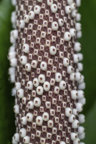 Anthurium Hookeri, close-up with patterns and textures, Princess of Wales Conservatory, Royal