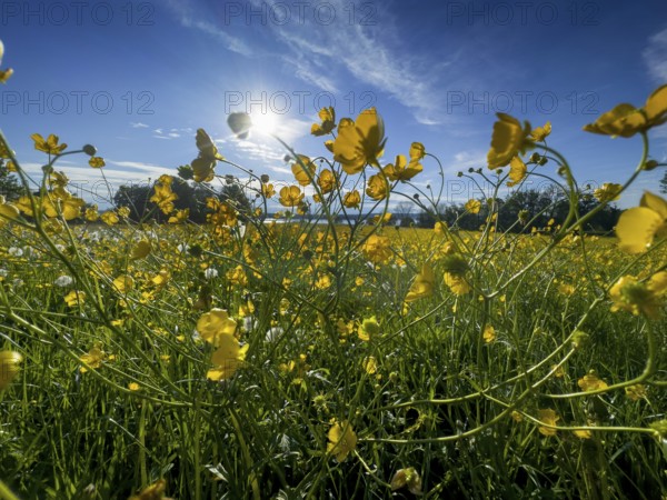 Flower meadow, buttercup, buttercup (Ranunculus acris), behind Lake Starnberg, Bavaria, Germany,