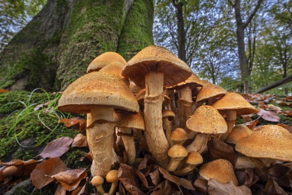 Spectacular rustgill (Gymnopilus junonius, Agaricus aureus) cluster of mushrooms on base of tree