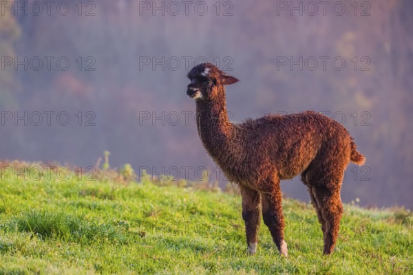 A young brown Alpaca (Vicugna pacos) stands on a green meadow