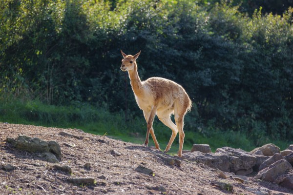 A vicuna (Lama vicugna) walks across the a rocky slope in a backlit scene