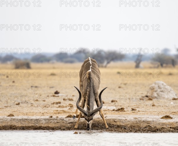Greater kudu (Tragelaphus strepsiceros), adult male drinking at a waterhole, Nxai Pan National