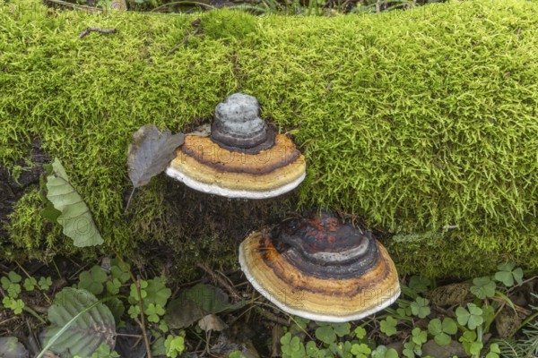 Two mushrooms growing on a bed of moss. The mushrooms are brown and white. The moss is green and