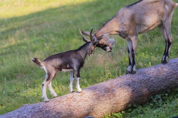 One Tauernschecke goatling, Capra aegagrus hircus, playing with older sibling on a tree trunk lying