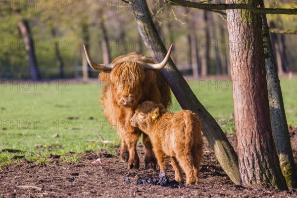 One Highland cow (Bos primigenius) taurus) and her calf stand on a meadow. A forest is in the