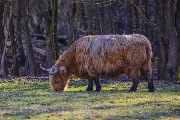 One Highland cow (Bos (primigenius) taurus) stands grazing on a meadow. A forest in the background