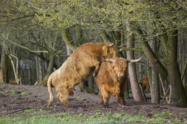 A Highland Cow (Bos (primigenius) in heat mounts a bull