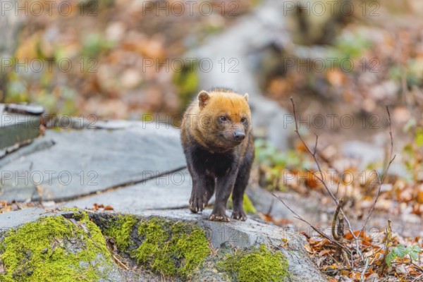 One Bush dog (Speothos venaticus) walking thru deforested area with dead leaves on the hilly ground
