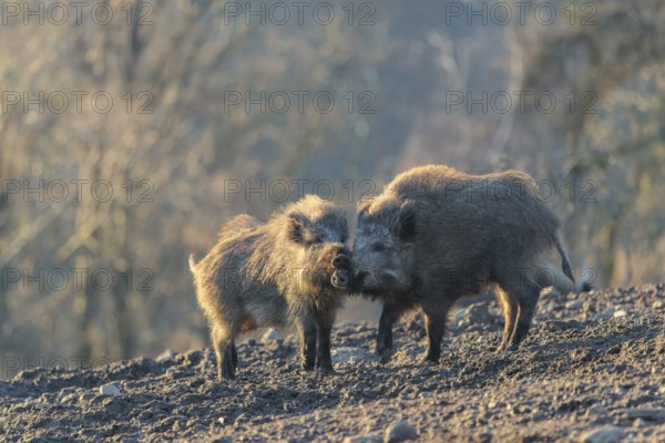 Two young wild boars (Sus scrofa) play fighting and dominance on a frozen field on a sunny day. A