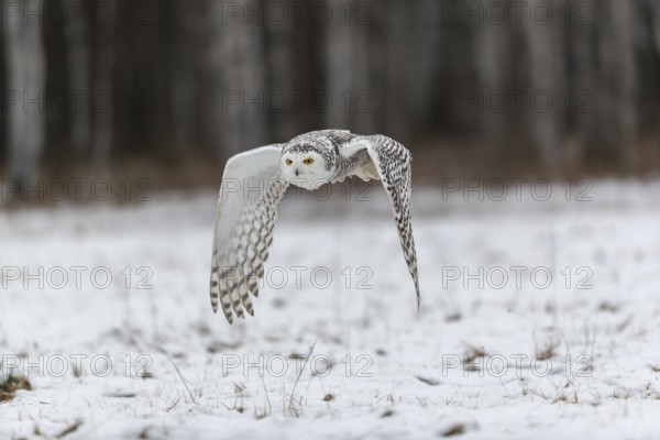One snowy owl, Bubo scandiacus, Bubo scandiaca, Nyctea scandiaca flying over a snowy meadow with a