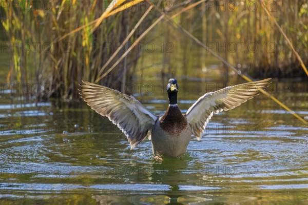 A male mallard or wild duck (Anas platyrhynchos) bathes in a pond, flapping its wings