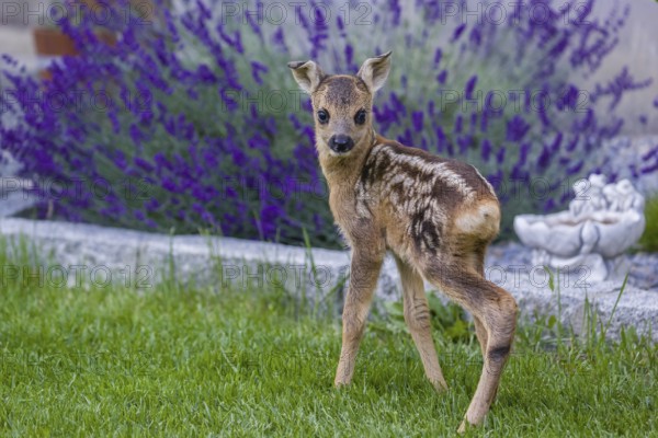 A fawn (Capreolus capreolus), standing in a garden. Hand raised orphan