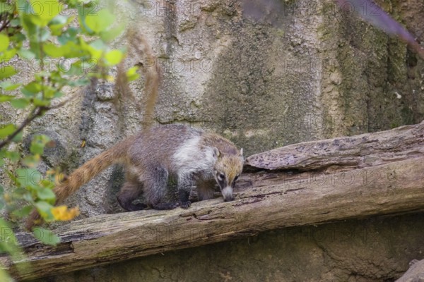 A white-nosed coati (nasua narica) looks for food in the undergrowth of a forest