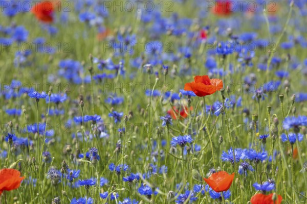 Cornflowers (Centaurea cyanus) and poppies (Papaver) blooming at the edge of a faded rape field