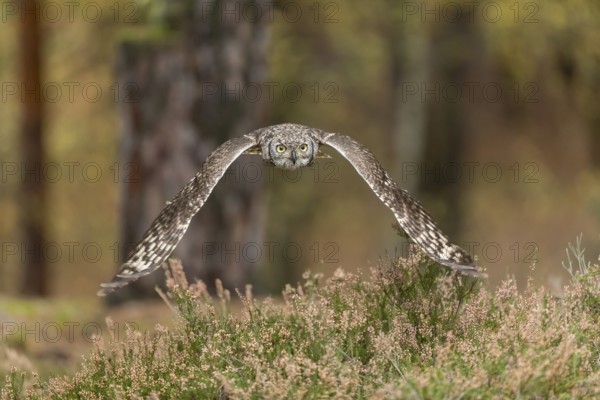One spotted eagle-owl (Bubo africanus) flying thru a forest. Trees and leaves in the background