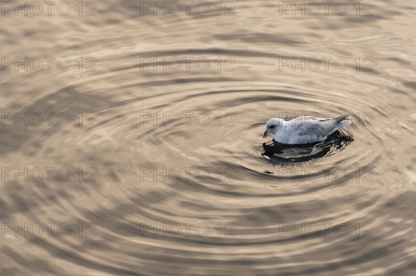 Northern fulmar (Fulmaris glacialis) swimming on the sea, Barents Sea, Northeast Iceland, Svalbard