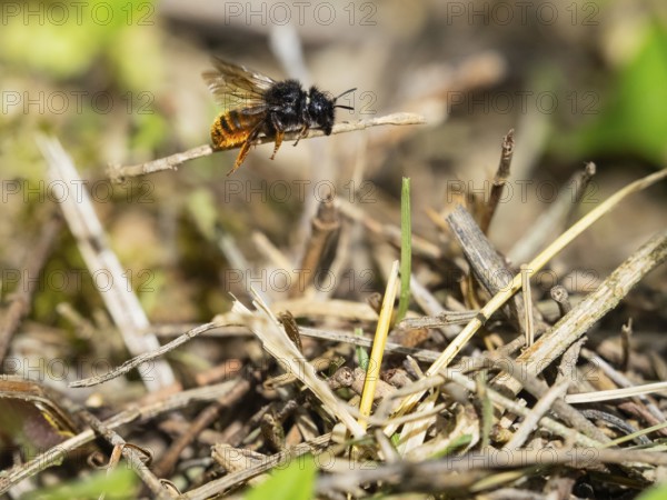 Red-tailed Mason Bee (Osmia bicolor), adult insect, in flight, transporting a twig, hovering above