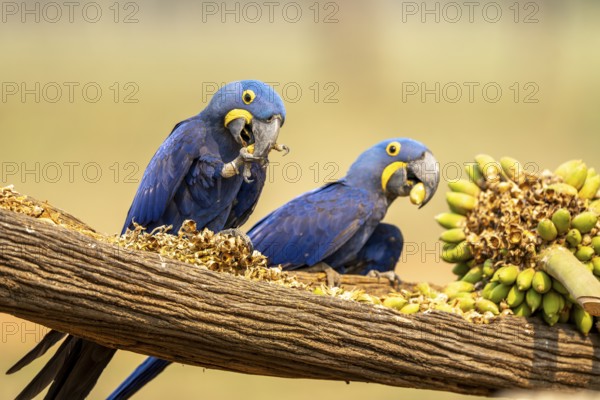 Hyacinth macaws (Anodorhynchus hyacinthinus), eating palm fruits, South Pantanal, Aquidauana,