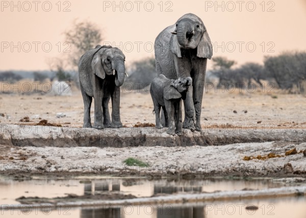 African elephant (Loxodonta africana), mother with young, drinking at a waterhole, at sunset, Nxai