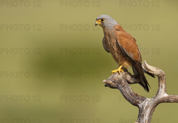 Male lesser kestrel (Falco naumanni) on its perch, Extremadura, Spain, Europe