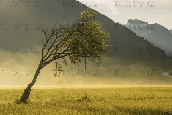 Wetterbuche (Fagus sylvatica), Lorettowiesen, Oberstdorf, Allgaeu, Bavaria, Germany, Europe