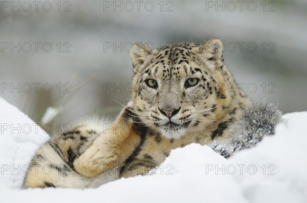 A snow leopard lies relaxed in the snow and appears calm, Snow leopard (Panthera uncia), captive