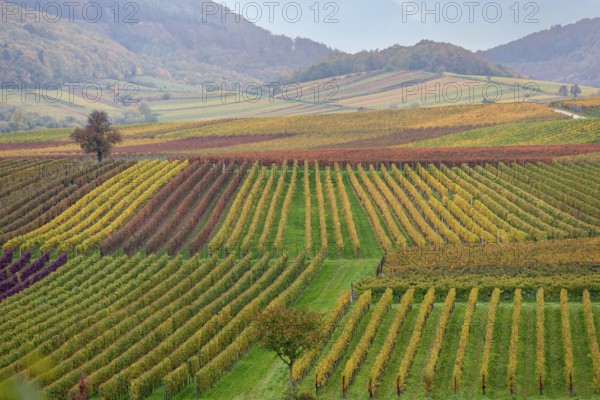 Hilly wine landscape with coloured rows and light fog, Southern Palatinate, Palatinate,