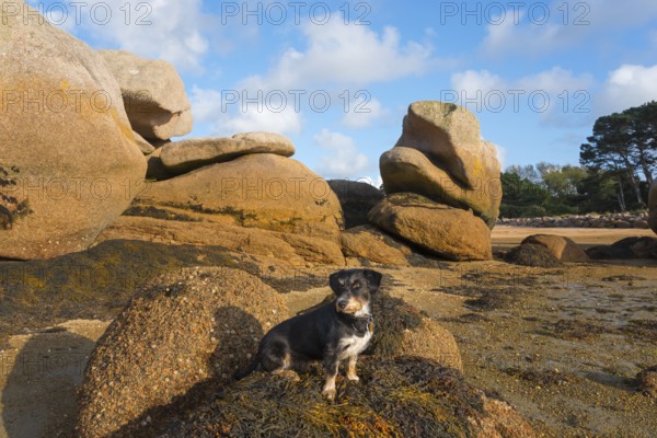 A small dog sits between large rocks on the beach, Baie de Sainte-Anne, Trégastel, Tregastel, Côte