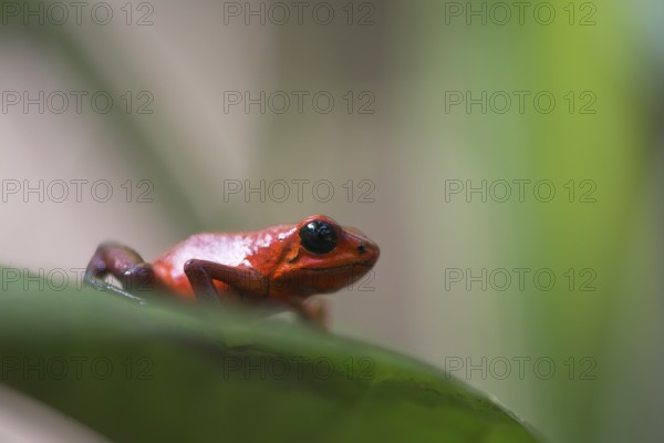 Strawberry frog (Oophaga pumilio), Tortuguera National Park, Costa Rica, Central America