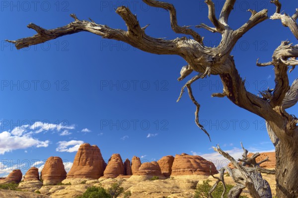 Dry tree in front of red rocks and clear blue sky in a rocky landscape, Canyonlands National Park,
