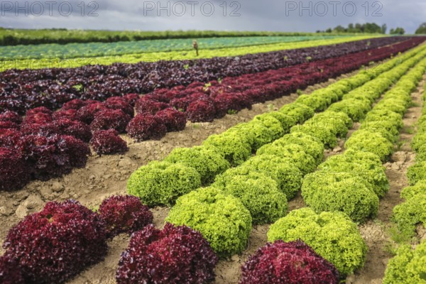 Soest, Sauerland, North Rhine-Westphalia, Germany - Vegetable cultivation, lettuce plants grow in
